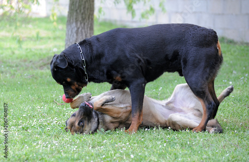 Foto belgian shepherd and rottweiler in garden