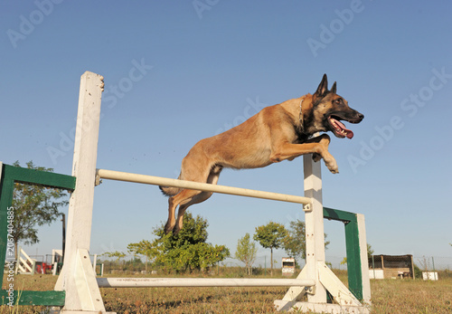 Φωτογραφία belgian shepherd jumping in agility
