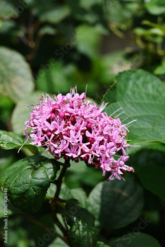 クサギの花