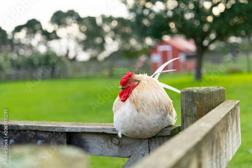 hen on a fence