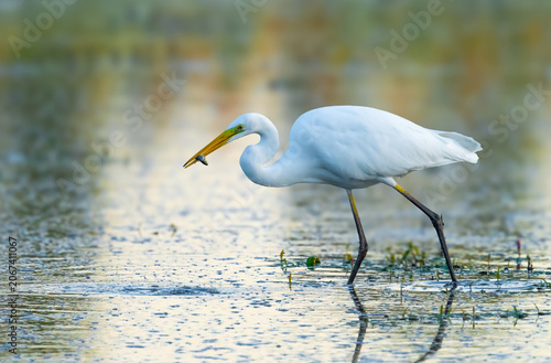 Silberreiher (Great Egret, Ardea alba)