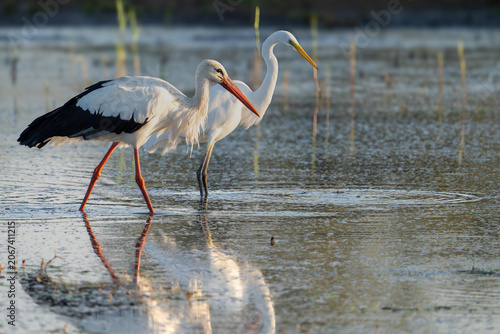 Silberreiher (Great Egret, Ardea alba) und Weißstorch (White Stork, Ciconia ciconia)