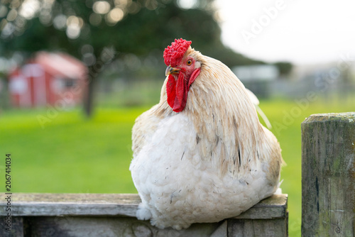 hen on a fence