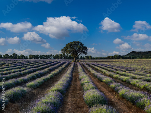 Lavender fields in bloom in the municipality of Ayora (Valencia - Spain)