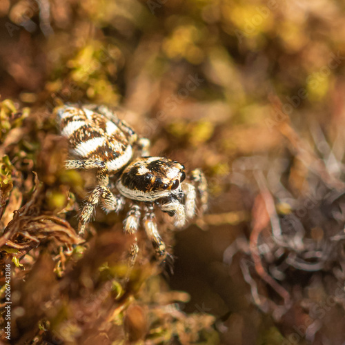 Spider on the ground