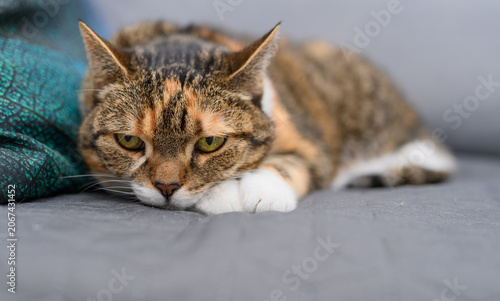 An old, sick house cat lying in bed