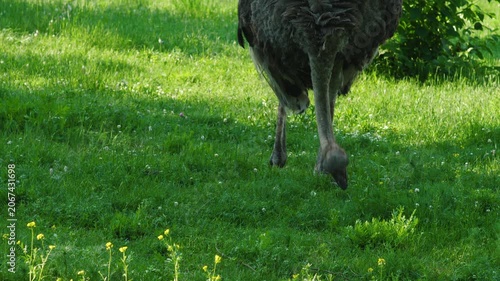 Large ostrich slowly walking on a lawn and searching for food in green grass. Back view of an exotic bird feeding on a pasture on a sunny day.