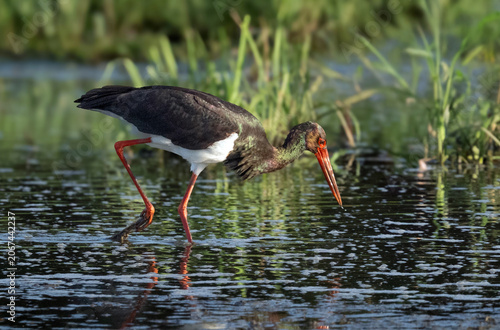 Schwarzstorch (Black Stork, Ciconia nigra)