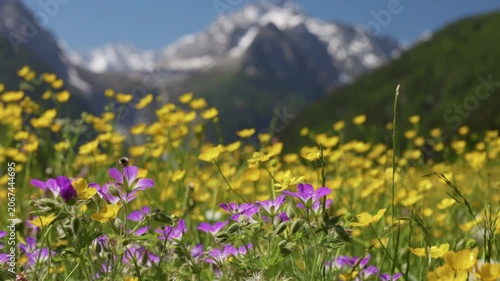 Wild geranium and buttercup flowers cover vibrant alpine field. Majestic snowy mountains create stunning backdrop in summer. Alpine flowers near St. Moritz in Switzerland