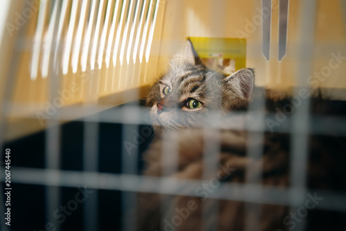 The volunteers caught a cat that now sits sadly in a cage within a carrier.