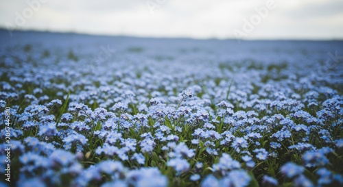 A vast field of delicate blue forget-me-not flowers in bloom