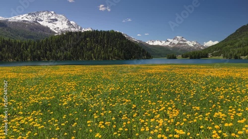 Yellow dandelion flowers cover massive field by blue alpine lake. Turquoise Lake Champfer near Sankt Moritz and wild flowers in Engadin valley of Swiss Alps