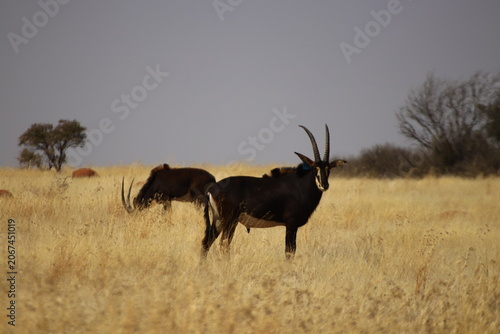Foto Herd of Sable Antelopes in the dry savanna grassland between Christiana and Bosh