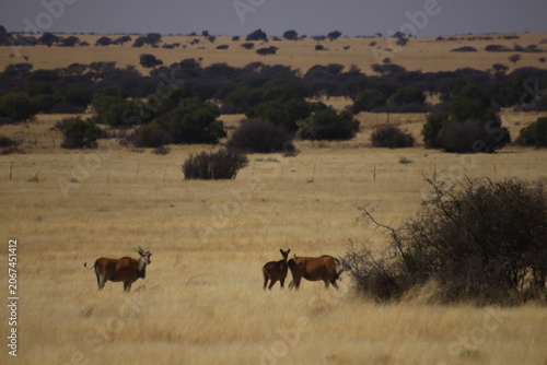 Obraz na płótnie Common Eland antelopes standing in the savanna pasture near Boshof, South Africa