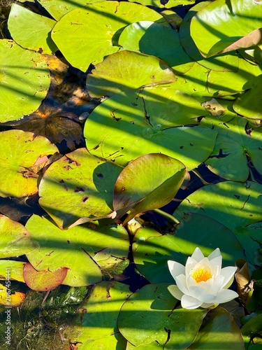 Beautiful lily pad and white lotus flower in a pond with dramatic shadows casting over the water. 