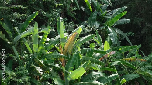 A verdant canopy of fresh banana trees sways gently in a warm tropical breeze. An immersive, atmospheric subtropical countryside setting. Reaceful mood reminiscent of rural southern Asia
