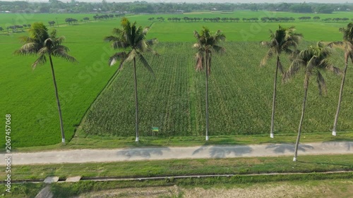 Landscape Farm Field with Rows of Tall Palm Trees Lining a Rural Road and Open Green Fields Under Bright Sky