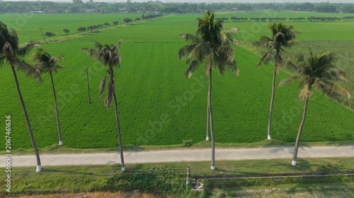 Green Agricultural Landscape with Palm Trees and Cultivated Fields Seen From High Aerial Drone View Featuring Agriculture