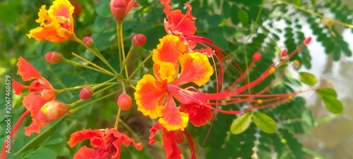 Foto Tropical flamboyant flowers growing fresh on tree branch under sunlight