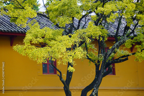 Ancient Tree and Traditional Chinese Hall in Yunnan