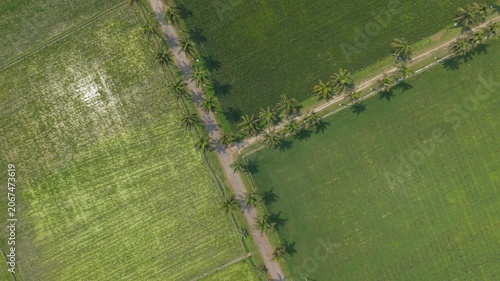 Aerial View of Agricultural Fields with a Narrow Dirt Road Bordered by Trees and Dense Hedges, Countryside Landscape