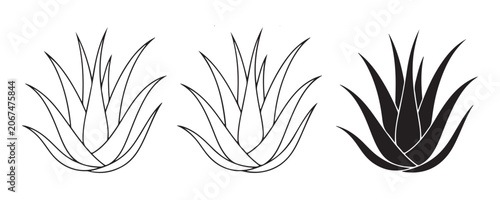 Symmetry aloe vera succulent plant silhouettes in various outline and solid black styles for nature design.