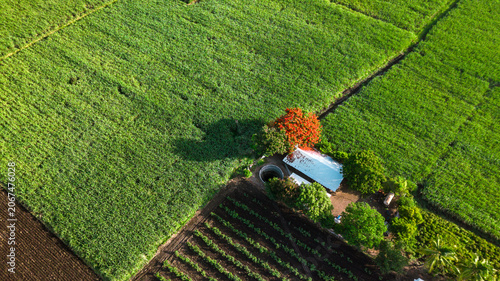 Bild auf Leinwand Aerial View of Indian Farmland with Small Rural Farmhouse and Green Crops