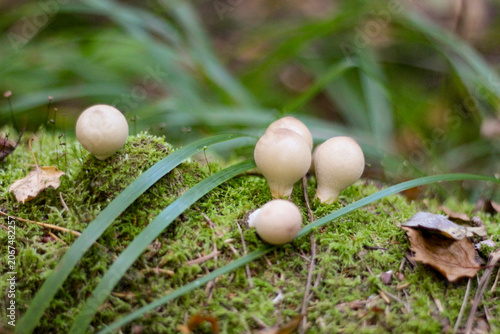 Mushroom raincoat