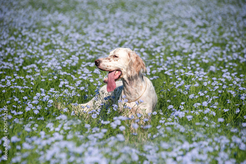 Elegant white with red spots English Setter in a field of blue flowers. Walking with a dog outside the city. Hunting dogs.