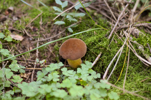 Mushroom moss