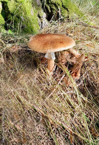 Pale toadstool