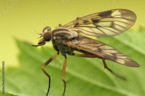 tree trunk insect on a leaf