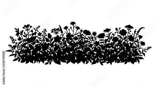 Silhouette of wild meadow flowers and plants isolated on white background