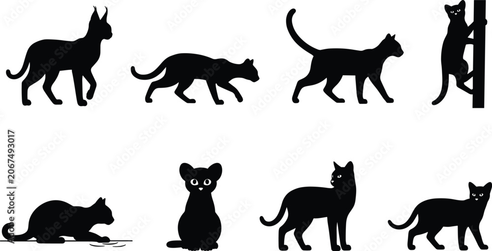 Obraz premium Set of Domestic and Wild Cat Silhouettes Showing Various Poses and Activities in Vector Style