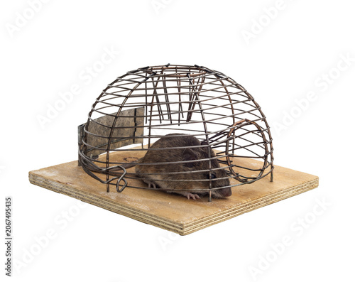 Canvastavla Mouse trapped in a mouse trap in white isolated background