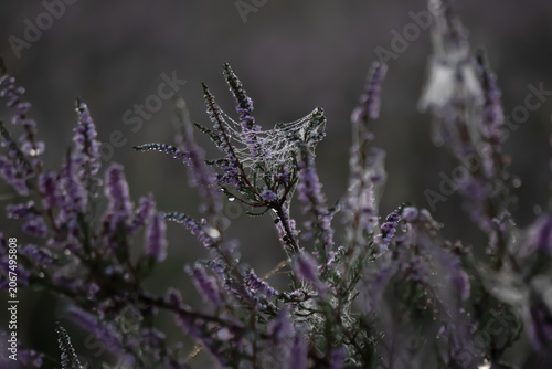 Purple wildflowers with dew-covered spiderweb in soft morning light