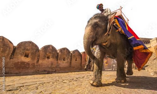 Obraz na płótnie Decorated Indian elephant with mahout walking along ancient stone walls at Amer