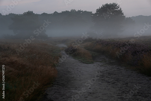 Misty path leading into foggy landscape at dawn