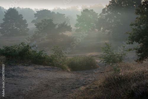 Misty path through foggy landscape with trees at dawn