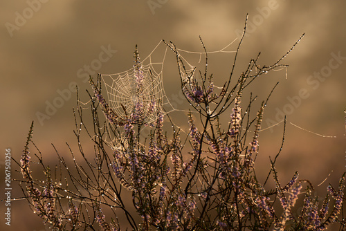 Dew-covered spiderweb among purple flowers in warm morning light