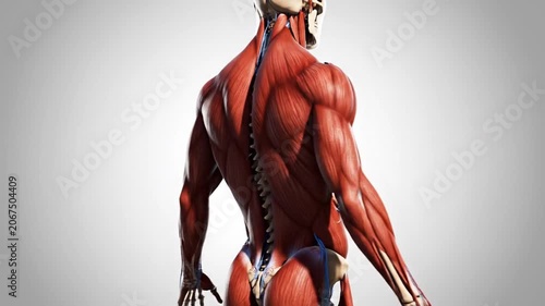 Human Muscular System Anatomy 3D Rotation for Medical Education