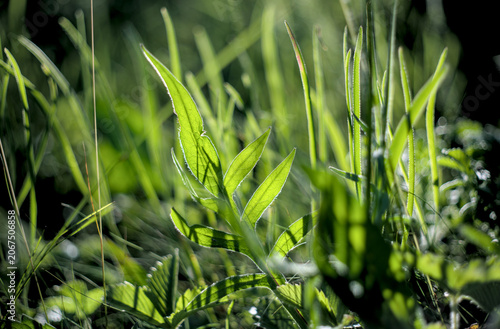 Photo of wild grass on sunlight
