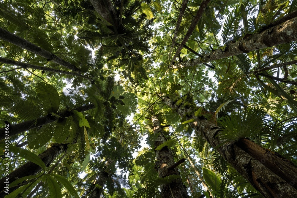 Fototapeta premium Towering Trees - Lush Rainforest Canopy