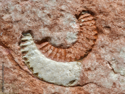 Fossil of Breggia gorges in the italian part of Switzerland