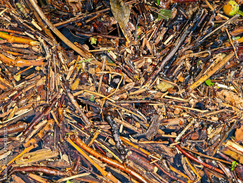 Close up view of wood on river Breggia in Switzerland