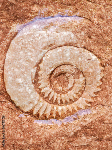 Fossil of Breggia gorges in the italian part of Switzerland