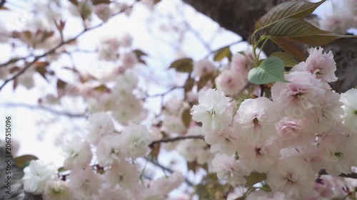 The blooming of pink cherry blossoms during spring (March-April) is a major highlight in China, especially at Shanghai's Guchun Park.