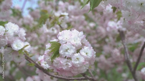 The blooming of pink cherry blossoms during spring (March-April) is a major highlight in China, especially at Shanghai's Guchun Park.