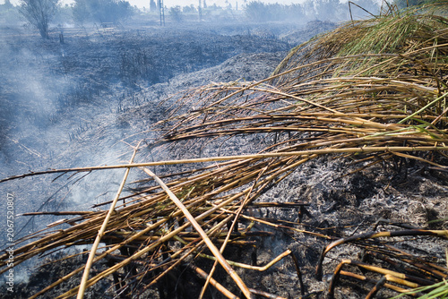 Smoke drifts over scorched earth. Dry stalks lie scattered, smoldering. Ash covers ground, hinting at recent fire. Scene suggests aftermath of burning vegetation