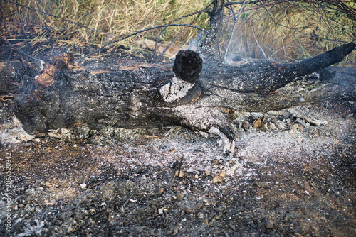 Ash covers the charred wood and tangled branches. Smoke spirals up from the forest floor. Nature's fire leaves scars on the earth. A wild landscape after a fierce blaze.